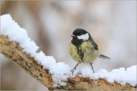 <p>SÝKORA KOŇADRA (Parus major) ------- /Great tit - Kohlmeise/</p>